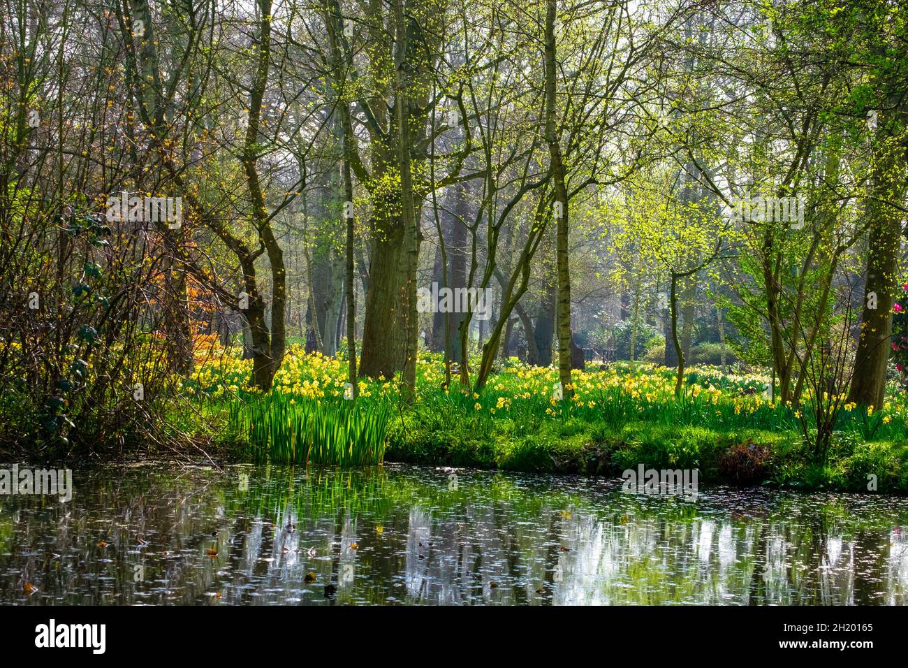 wild flowers in the park in spring Stock Photo - Alamy