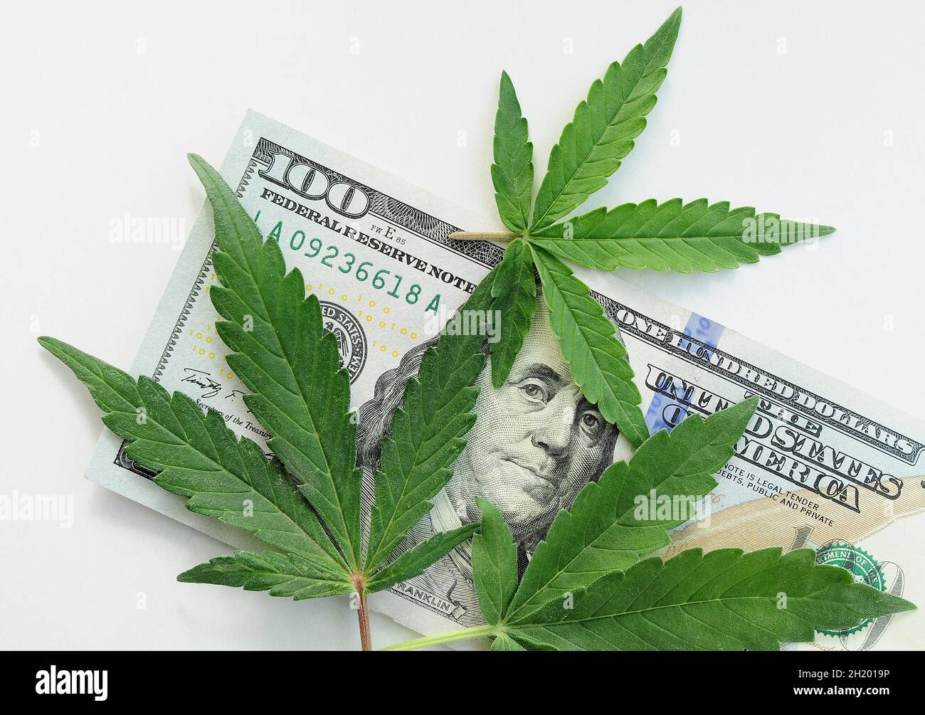 Marijuana leaves on dollar bill on white background. Cannabis
