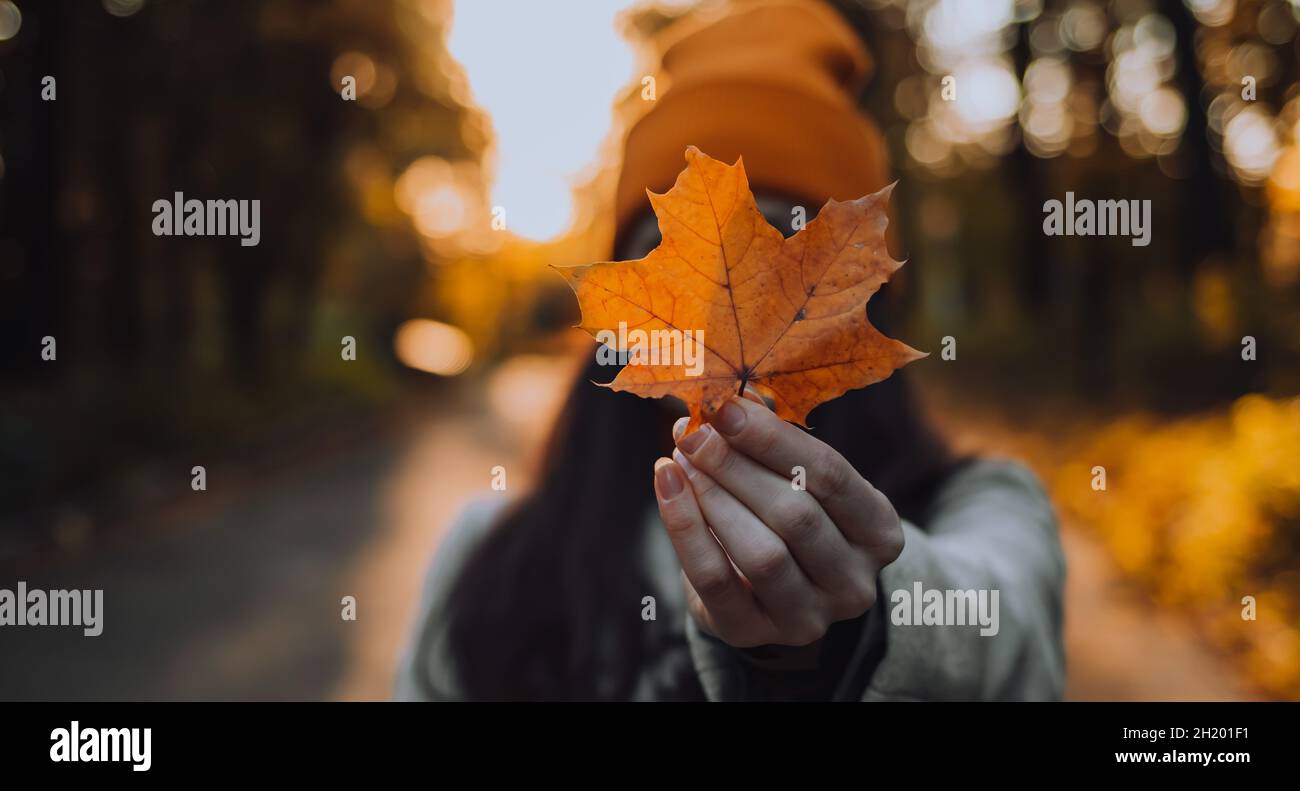 The Banner of a young woman is holding a maple leaf in front of her face by covering it. No face photography Stock Photo