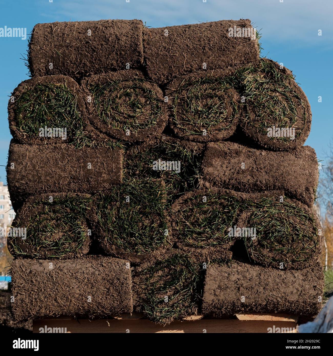 Lawn of green grass and soil is rolled into rolls, the turf lies on a