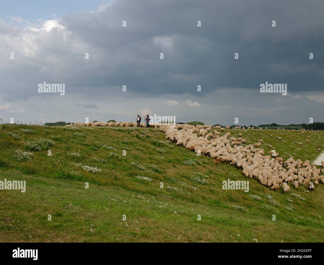 Flock of sheep, guarded by two shepherders and a sheepdog grazing on a dike of the river Elbe near Tespe, Elbmarsch, Niedersachsen, Germany. Stock Photo