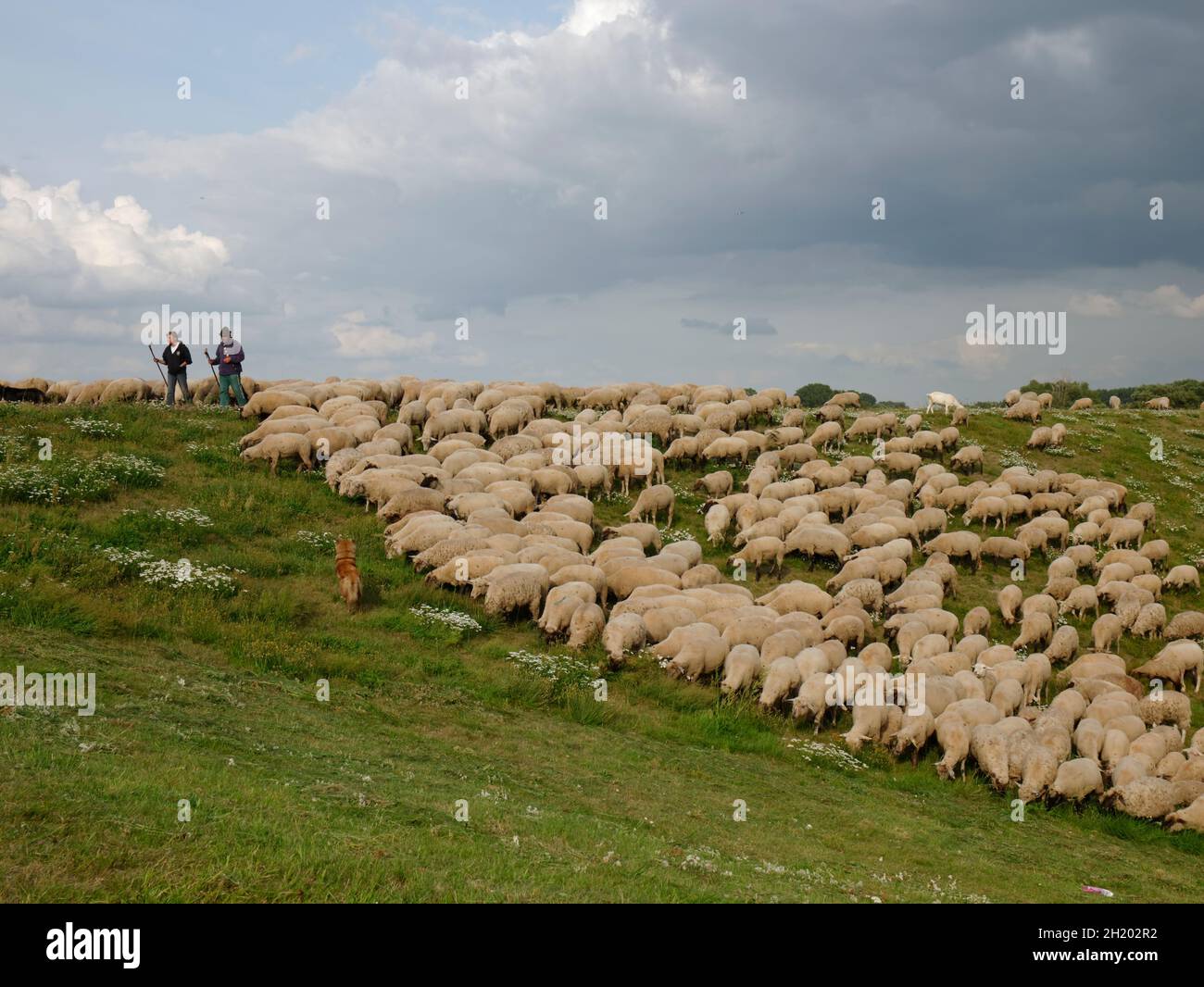 Flock of sheep, guarded by two shepherders and a sheepdog grazing on a dike of the river Elbe near Tespe, Elbmarsch, Niedersachsen, Germany. Stock Photo