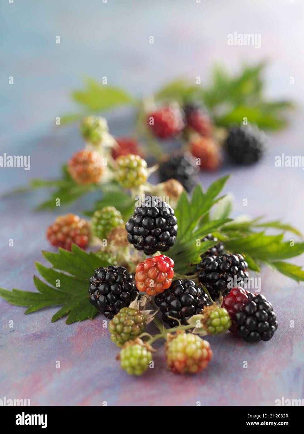 Fresh blackberries ripen in hi-res stock photography and images - Alamy