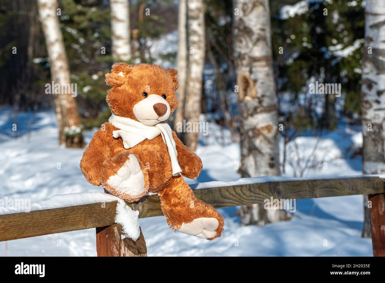 Teddy bear in knitted scarf sits on wooden fence in forest Stock Photo