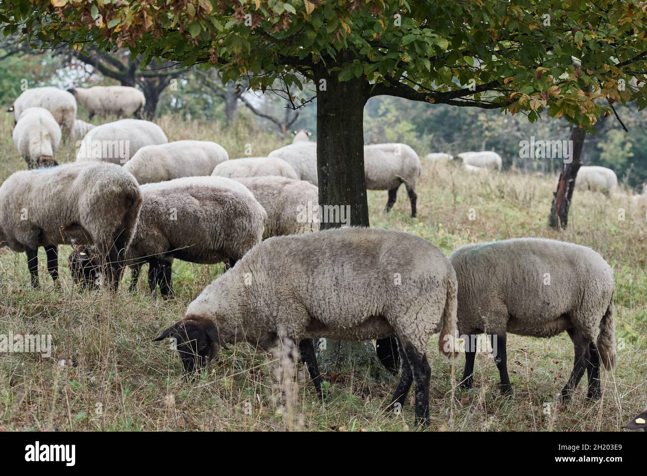 Flock of domestic sheep grazing under tree in pasture Stock Photo Alamy
