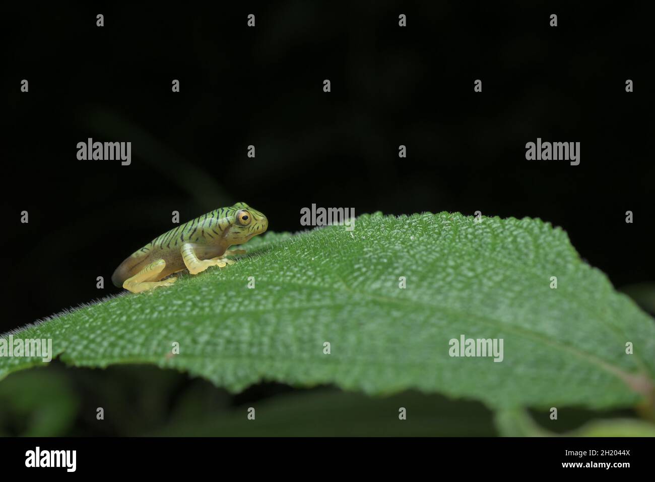 False Malabar Gliding Frog ( Rhacophorus Pseudomalabaricus ) Stock Photo