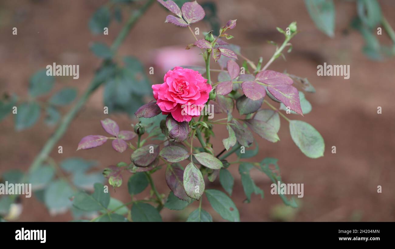 Against the background of beautiful young red rose flower rose leaves on the plant Stock Photo