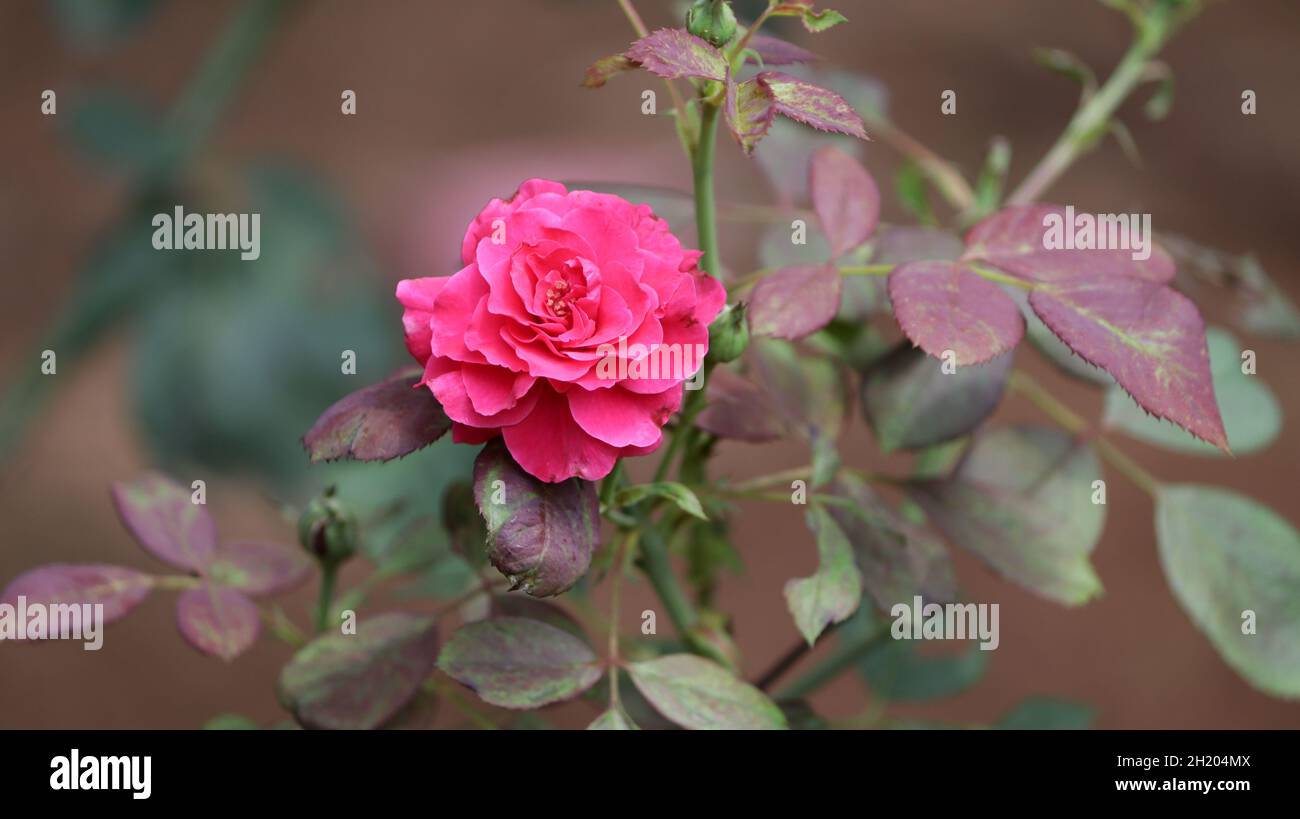 Against the background of beautiful young red rose flower rose leaves on the plant Stock Photo