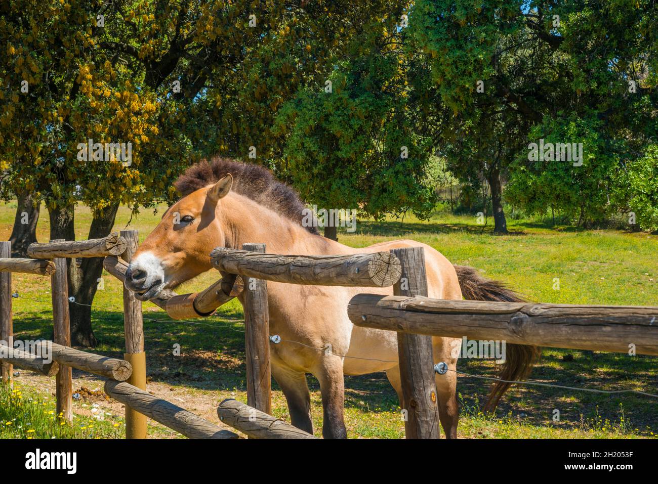 Przewalski horse. Safari Madrid, Aldea del Fresno, Madrid province, Spain. Stock Photo
