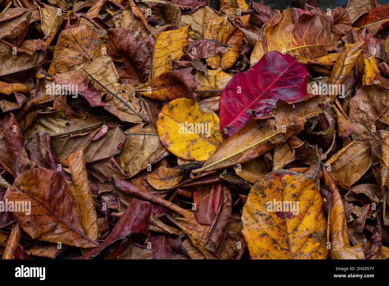 Fallen yellow and red leaves on the ground at fall Stock Photo - Alamy