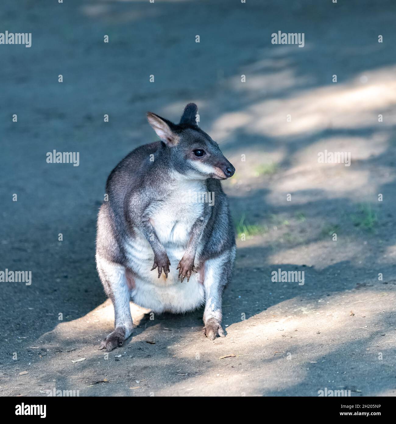 Dusky pademelon, marsupial Stock Photo Alamy