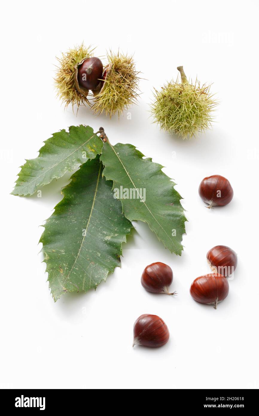 An arrangement of chestnuts Stock Photo