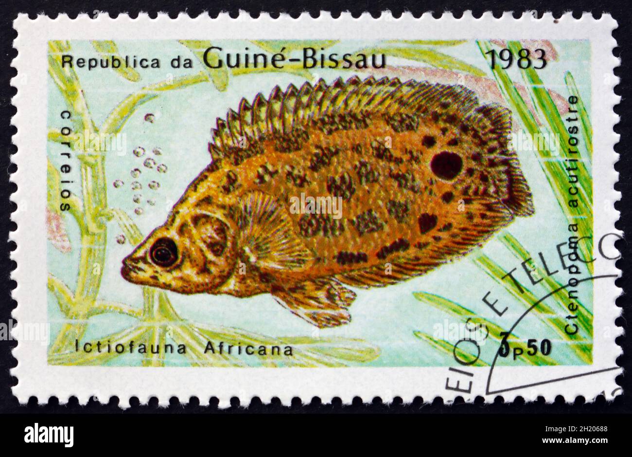 GUINEA-BISSAU - CIRCA 1983: a stamp printed in Guinea-Bissau shows Leopard Bush Fish, Ctenopoma Acutirostre, Freshwater Fish, circa 1983 Stock Photo