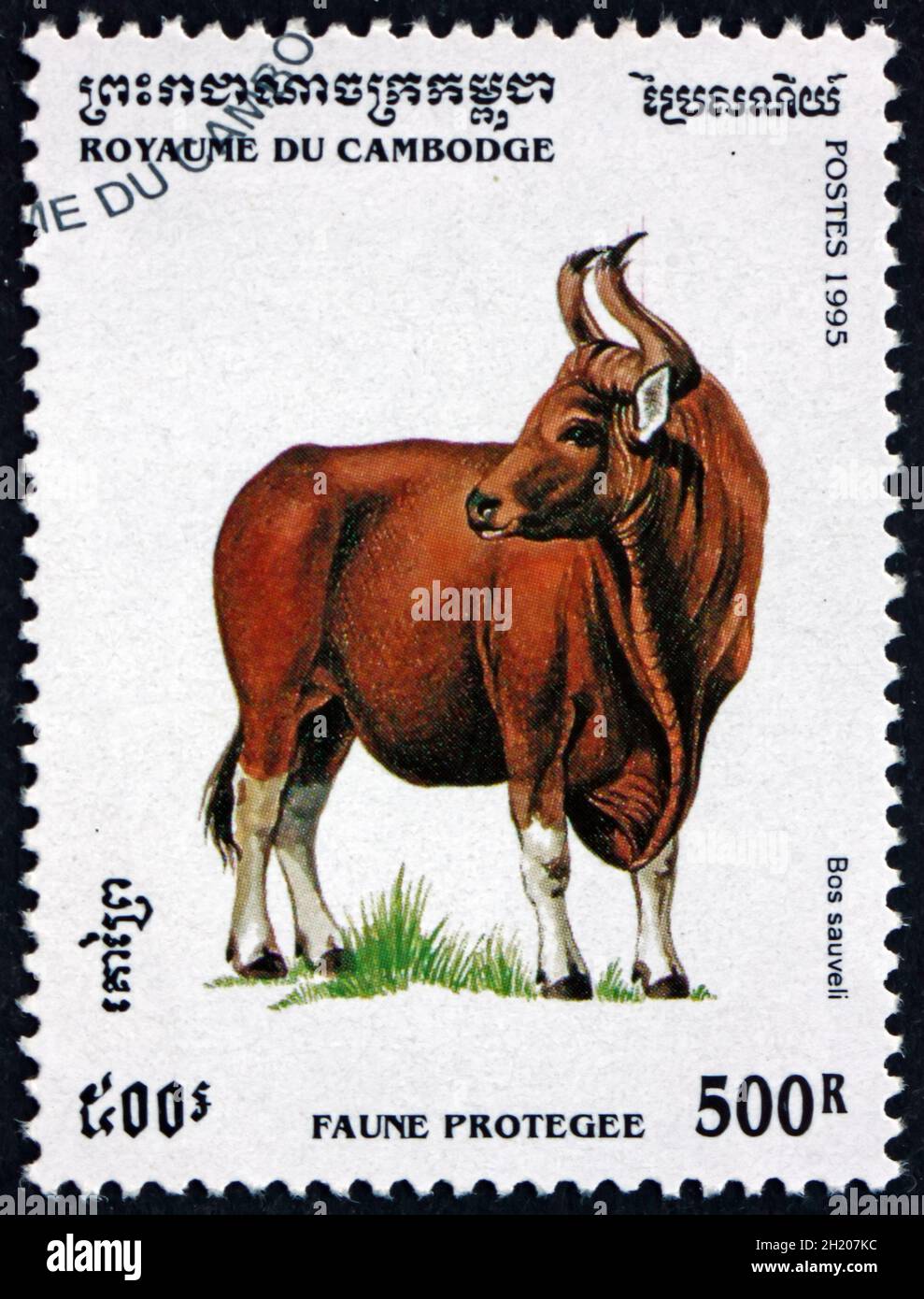 CAMBODIA - CIRCA 1995: a stamp printed in Cambodia shows kouprey, bos sauveli, wild bovine species from Southeast Asia, circa 1995 Stock Photo