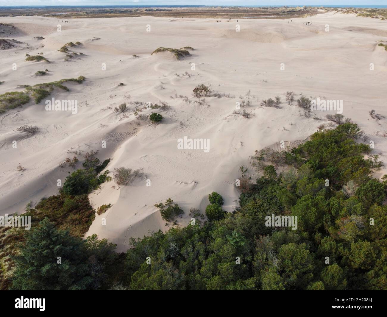 Råbjerg Mile is a migrating coastal dune between Skagen and Frederikshavn, Denmark. The migrating sand covers complete trees. Stock Photo