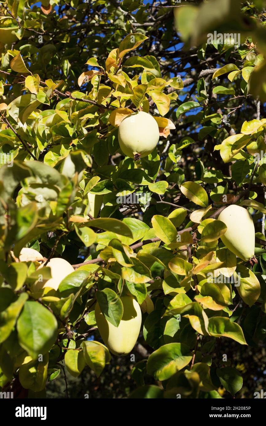 Pseudocydonia sinensis - Chinese quince. Stock Photo