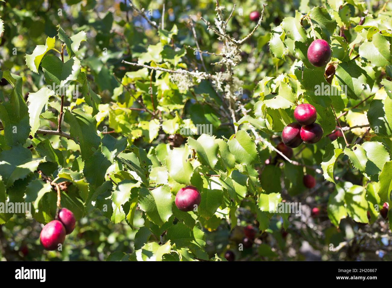 Prunus ilicifolia hybrid - evergreen cherries Stock Photo - Alamy