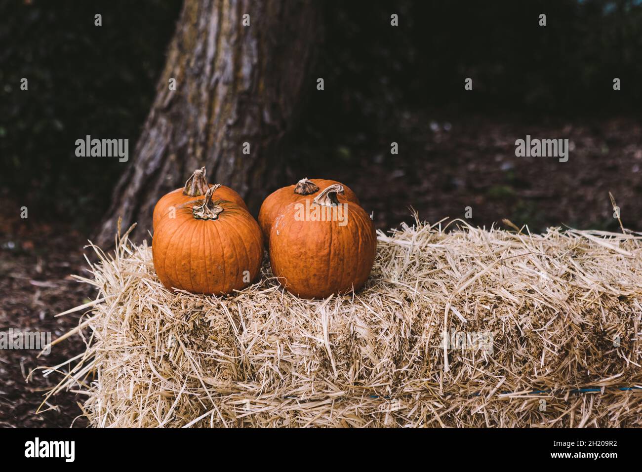 Four pumpkins over a block of straw in a rural Halloween scene Stock