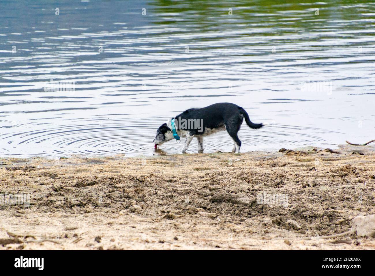 Dark dog drinking water from a reservoir in Segovia causing waves, in Castilla y León, in Spain. Europe. Horizontal photography. Stock Photo