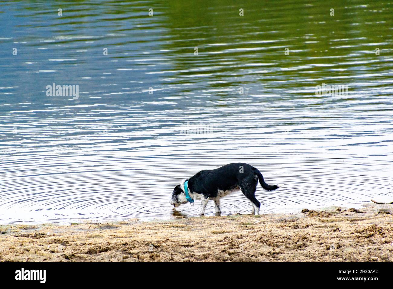 Dark dog drinking water from a reservoir in Segovia causing waves, in Castilla y León, in Spain. Europe. Horizontal photography. Stock Photo