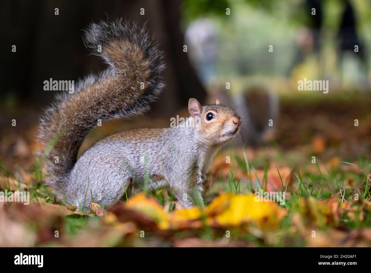 ST JAMES'S PARK, LONDON, UK. 19 October 2021. Grey squirrel in St James's Park, London, UK. Photograph by Richard Holmes. Stock Photo