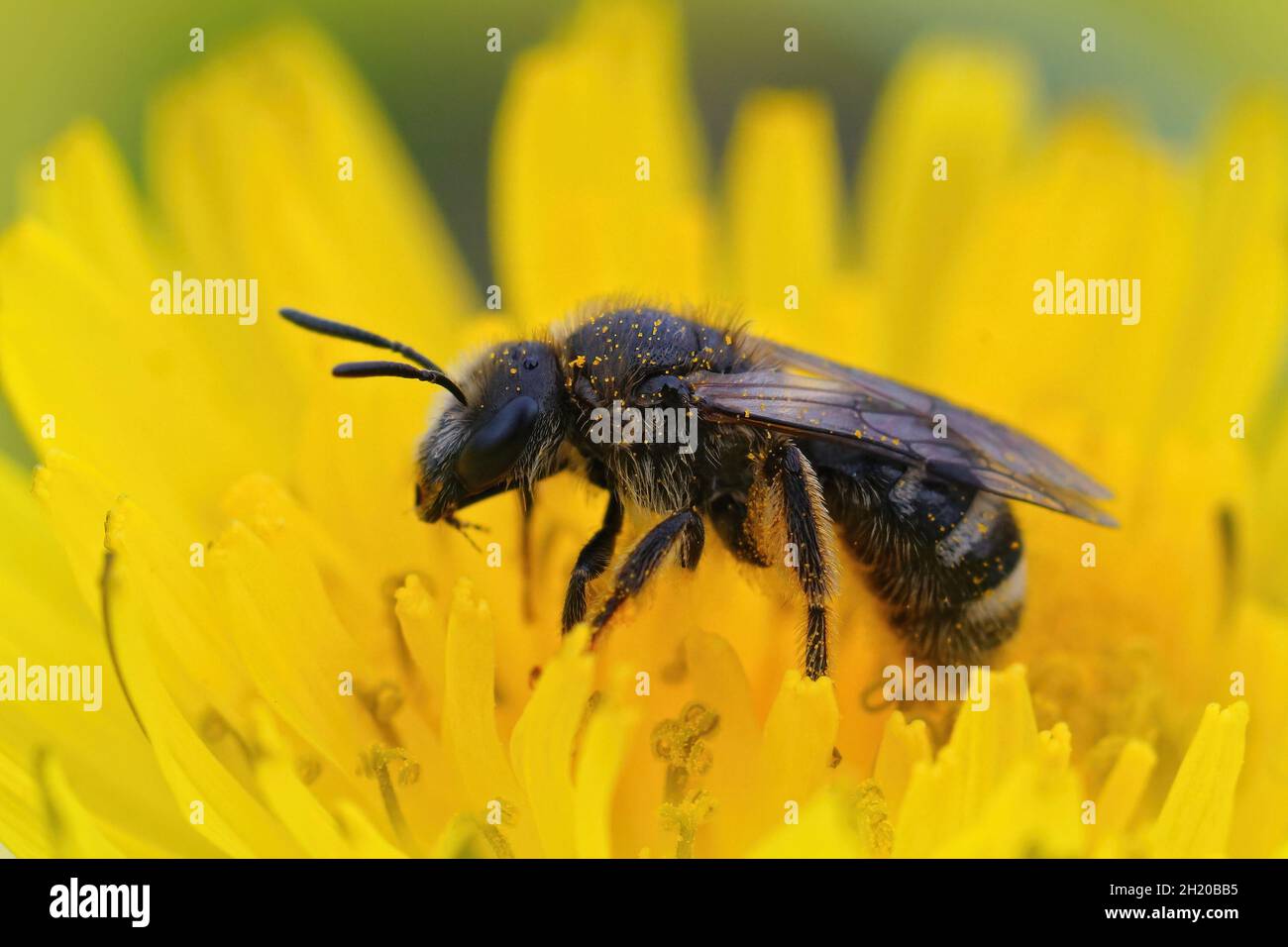 Closeup on a late active female Furrow bee, Lasioglossum Stock Photo