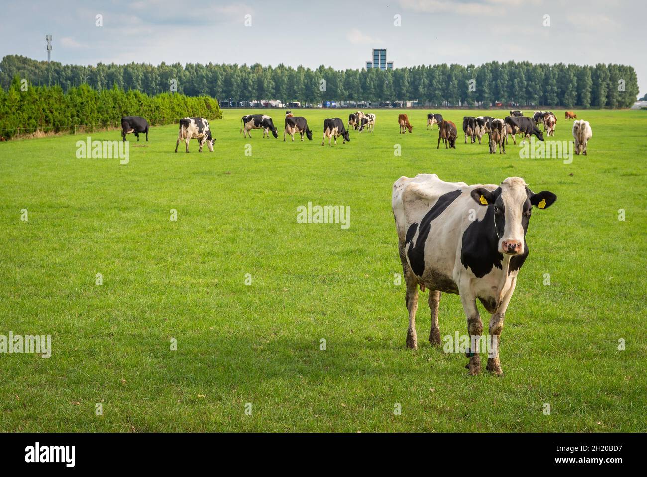 Black and white dutch cow in the agricultural field staring at passerby ...