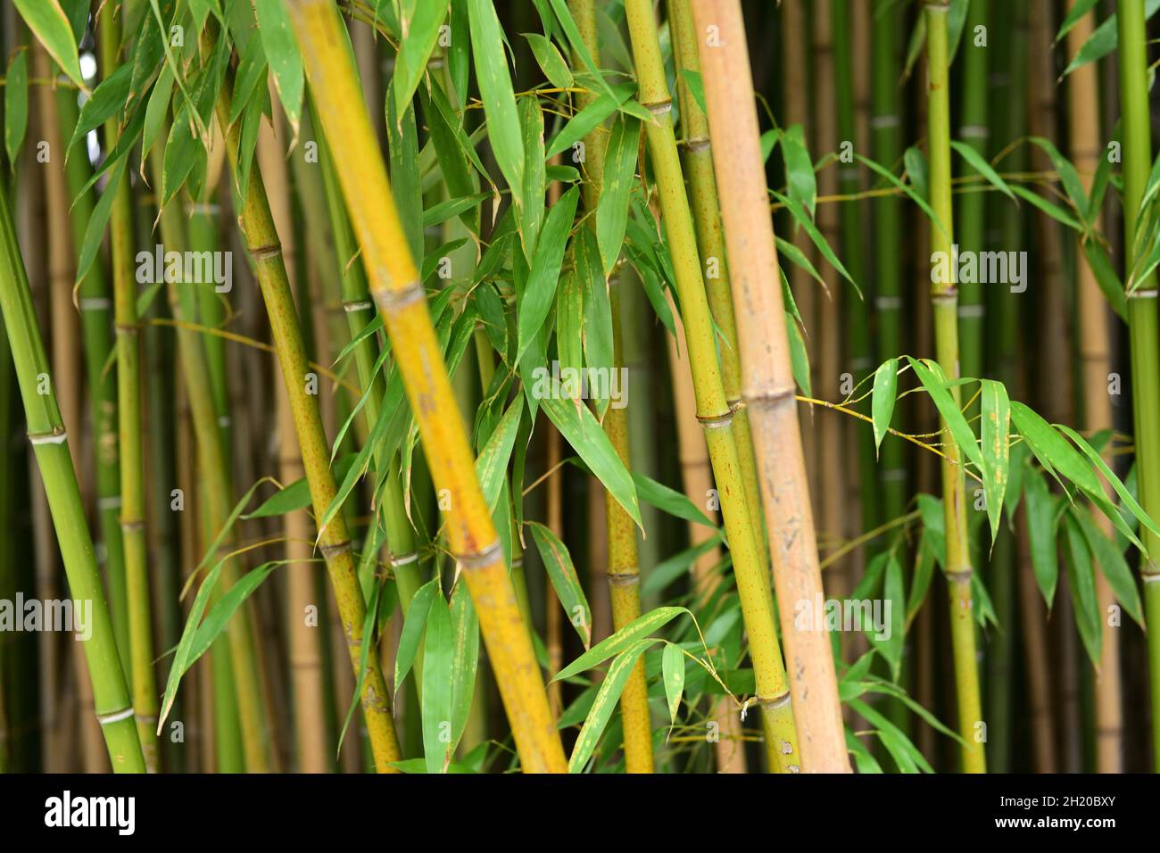 Bambus-Wald im Botanischen Garten in Wien, Österreich, Europa - Bamboo ...