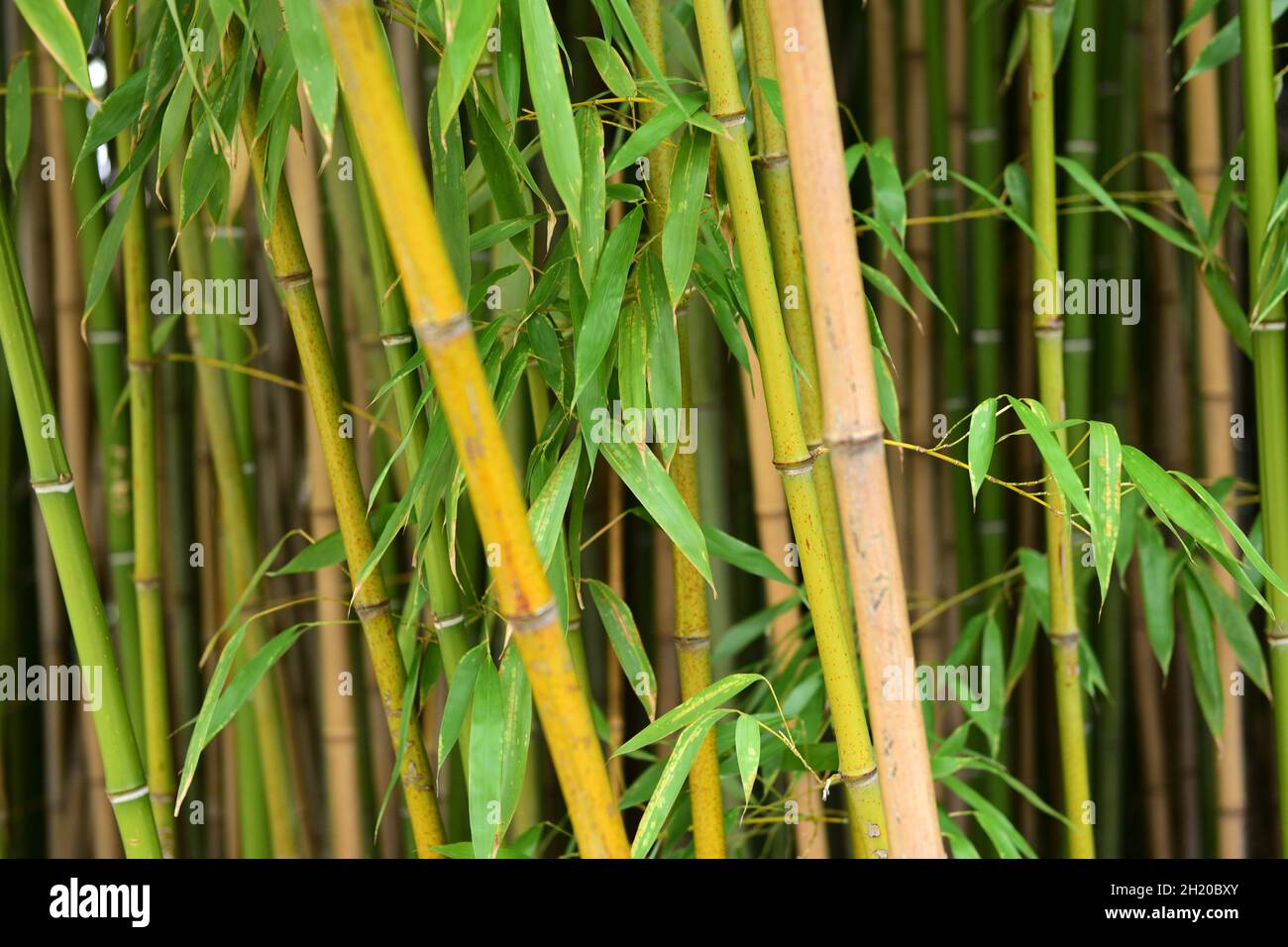 BambusWald im Botanischen Garten in Wien, Österreich, Europa Bamboo
