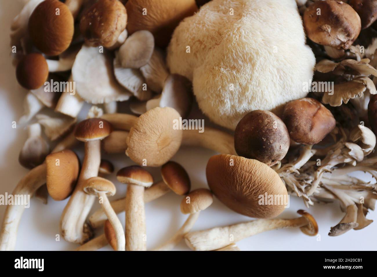 Maitake, shitake, piopinni, oyster and lion's mane mushrooms Stock