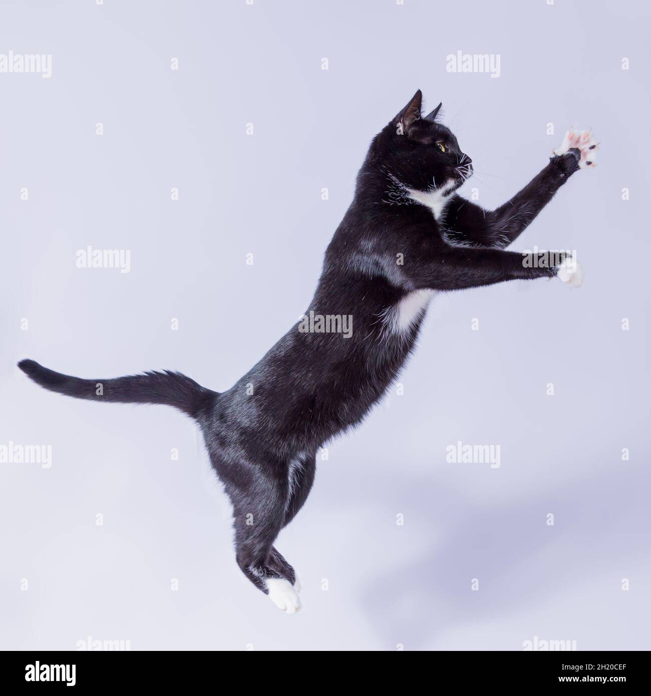 A black tuxedo colored cat is jumping to catch it's prey Stock Photo