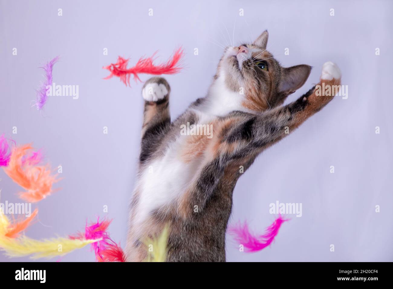 A tabby colored cat is posing as a dancer, surrounded by colorful feathers Stock Photo