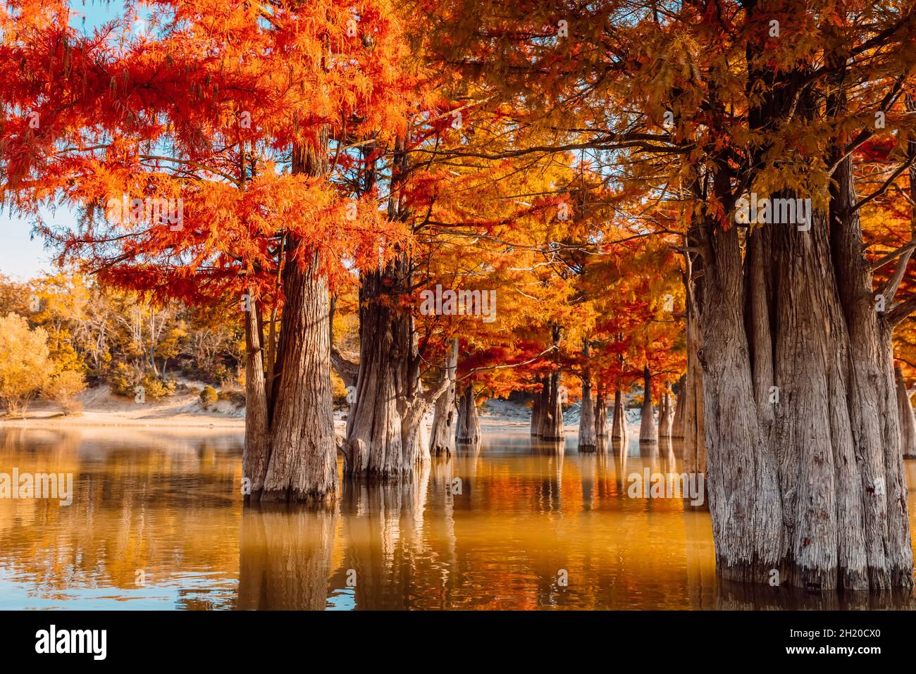 Taxodium distichum with red needles. Autumnal swamp cypresses and lake with reflection. Stock Photo