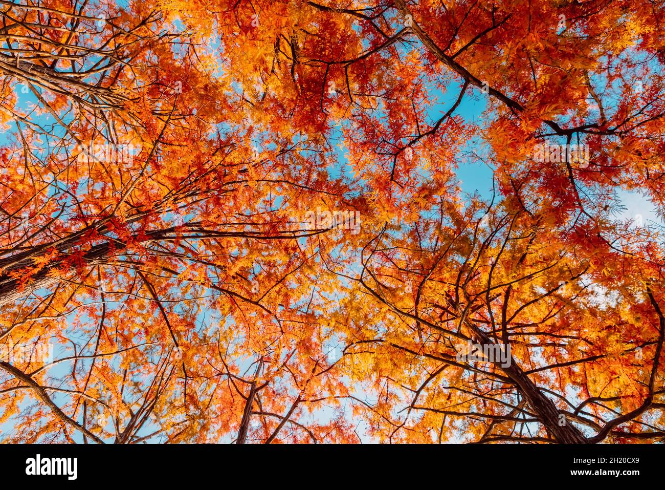 Taxodium distichum with red needles. Autumnal swamp cypresses and blue sky Stock Photo