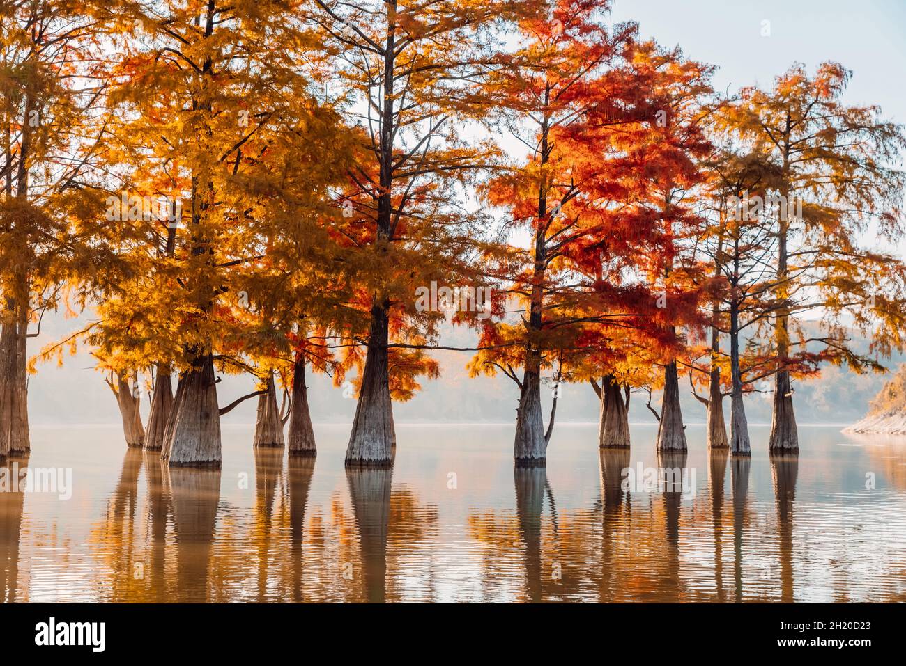 Taxodium distichum with red needles. Autumnal swamp cypresses and lake with reflection. Stock Photo