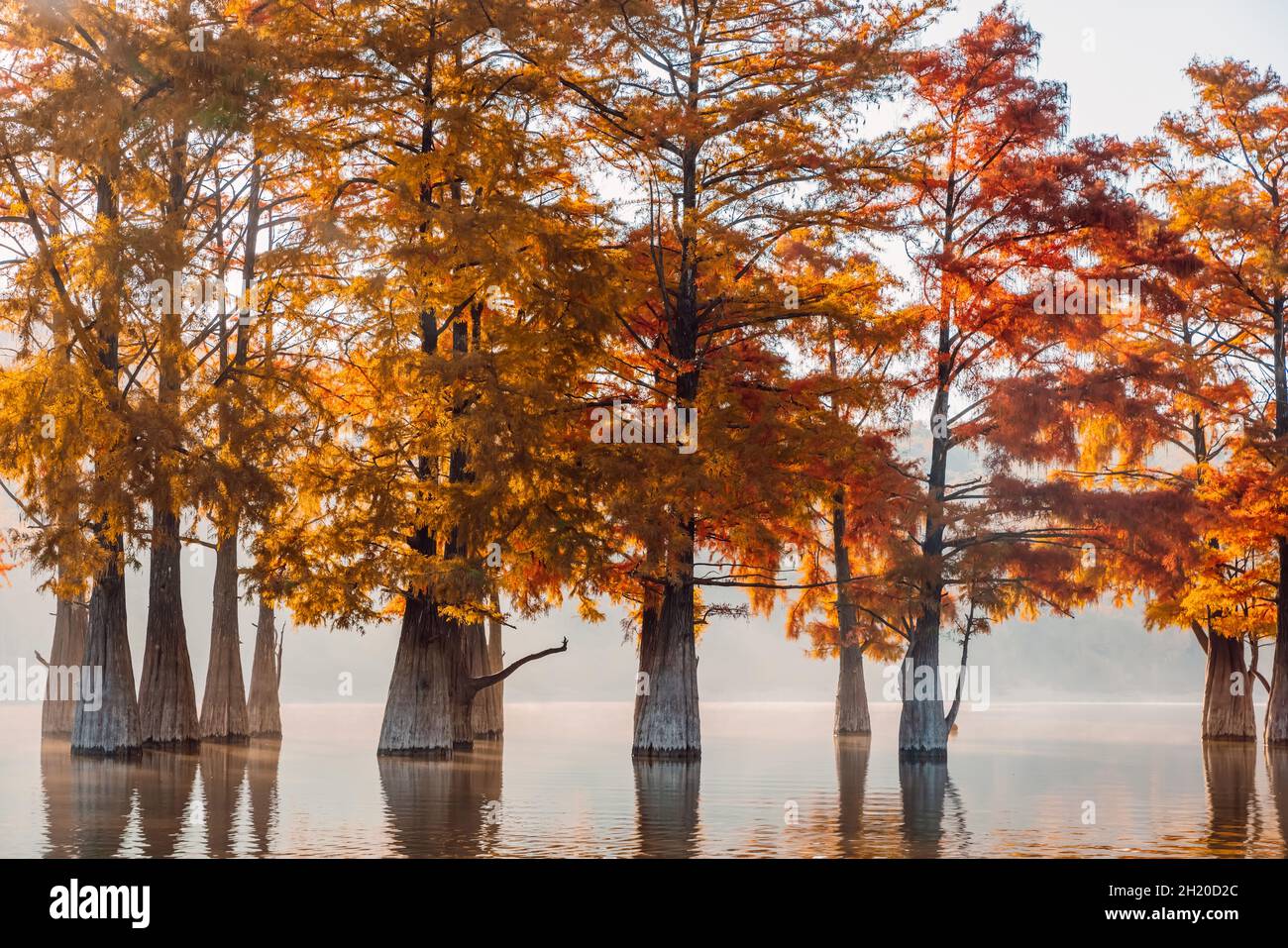 Taxodium distichum with red needles. Autumnal swamp cypresses and lake with reflection. Stock Photo
