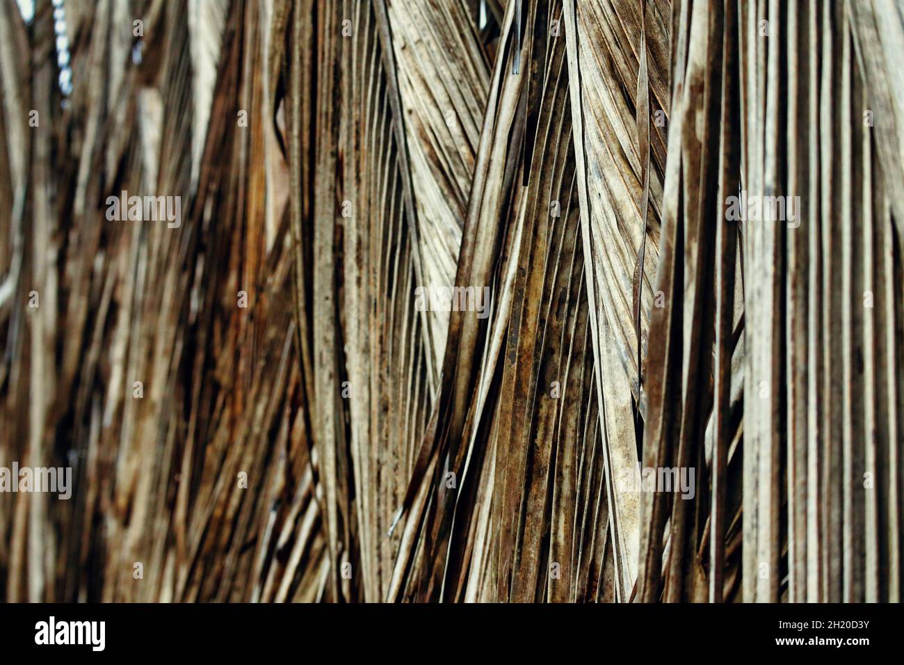 Dried coconut leaf in village Stock Photo Alamy