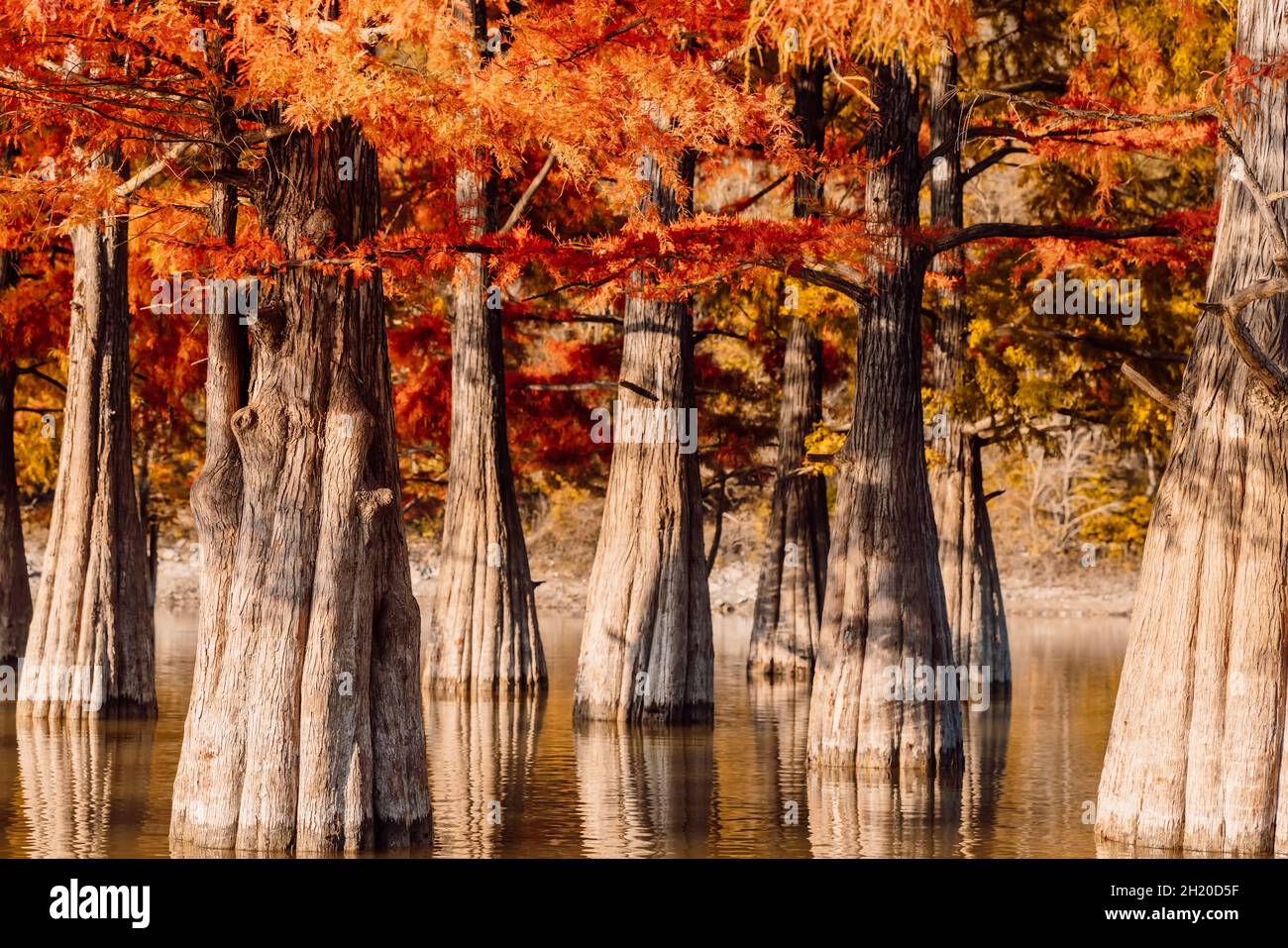 Taxodium distichum with red needles. Autumnal swamp cypresses and lake with reflection. Stock Photo