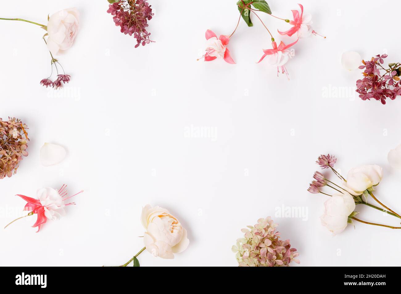 Autumn flowers composition. Frame made of pink rose, hydrangea flowers on white gray background. Flat lay Stock Photo