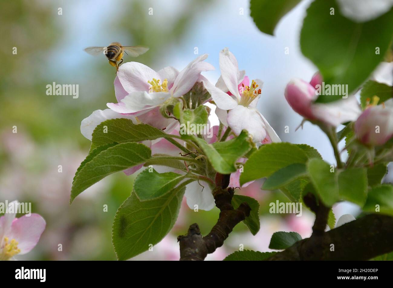 Apfelblüten mit einer Biene - Der Kulturapfel ist eine weithin bekannte ...