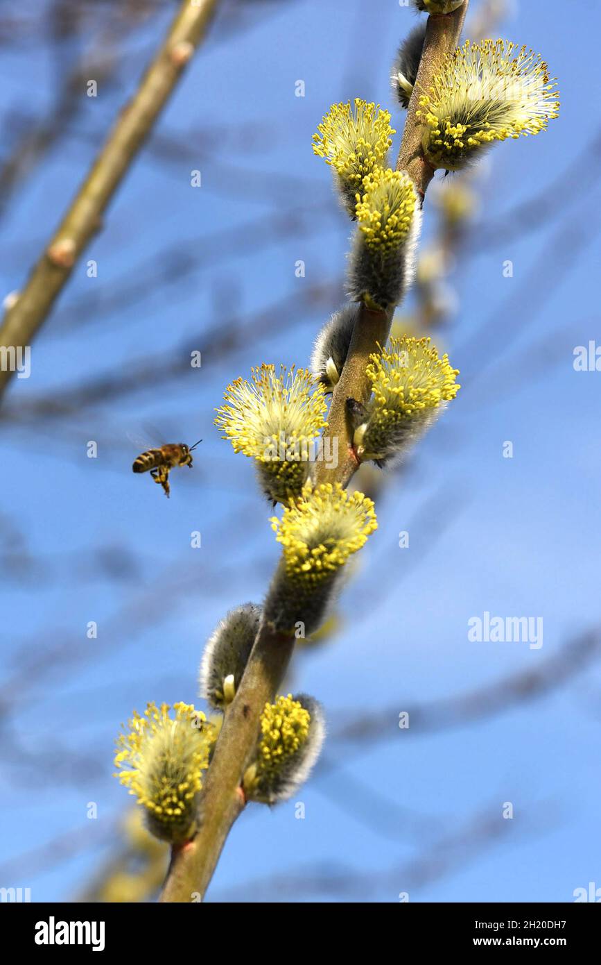 Eine Biene auf einem blühenden Palmkätzchen (Salweide) im Frühling im Salzkammergut (Oberösterreich, Österreich) - Palmkätzchen, Salweide, Weide - weg Stock Photo