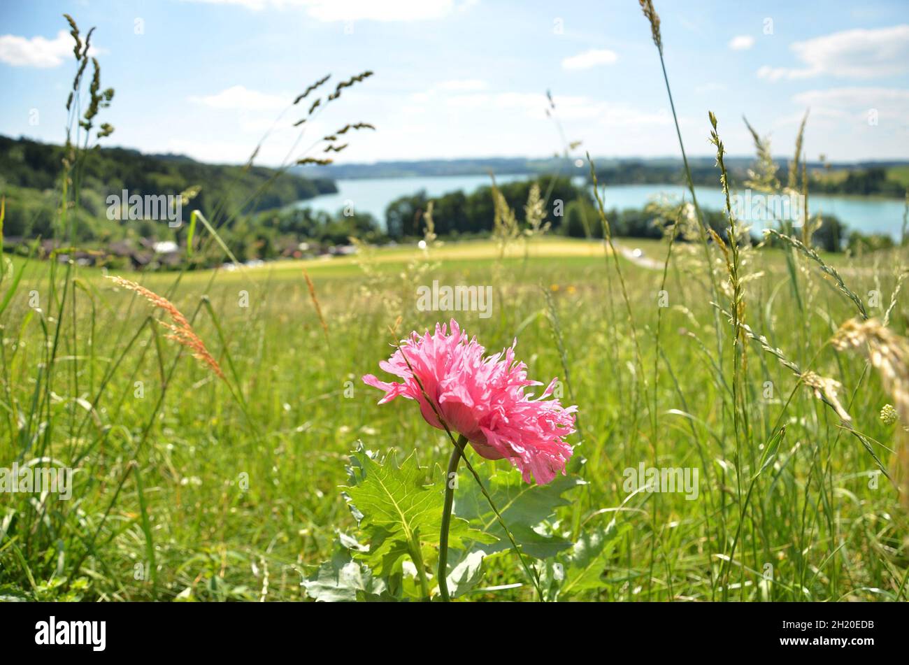 Blume mit Obertrumer See im Hintergrund, Oberösterreich, Österreich, Europa - Flower with Lake Obertrum See in the background, Upper Austria, Austria, Stock Photo