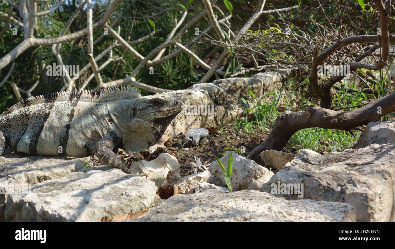 Camouflage of the iguana in the mexican Caribbean Stock Photo