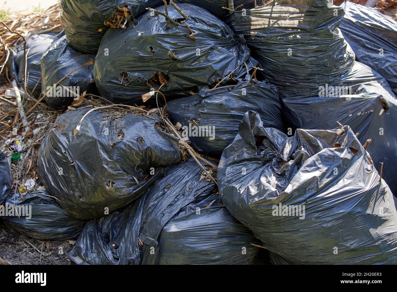 pile of black garbage bags filled with leaves and trash from the beach. Horizontal Stock Photo