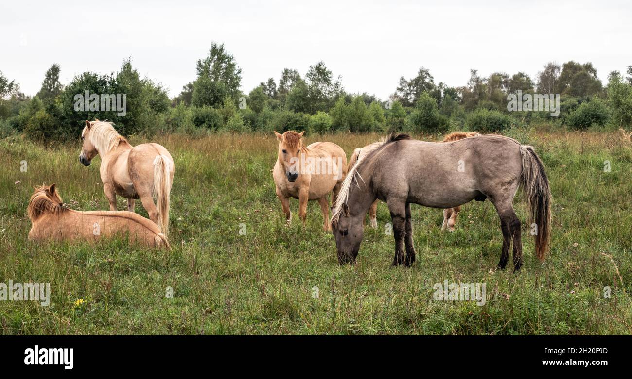 Konik ponies grazing the scrub, stopping the wetlands from turning into woodland at Wicken Fen in Cambridgeshire England Stock Photo