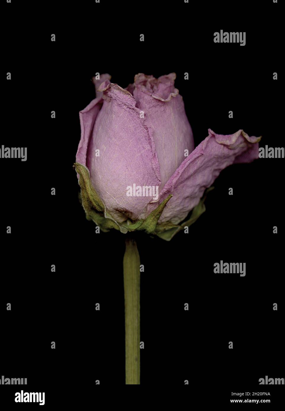 Closeup of a gentle dried rose on a black background Stock Photo - Alamy