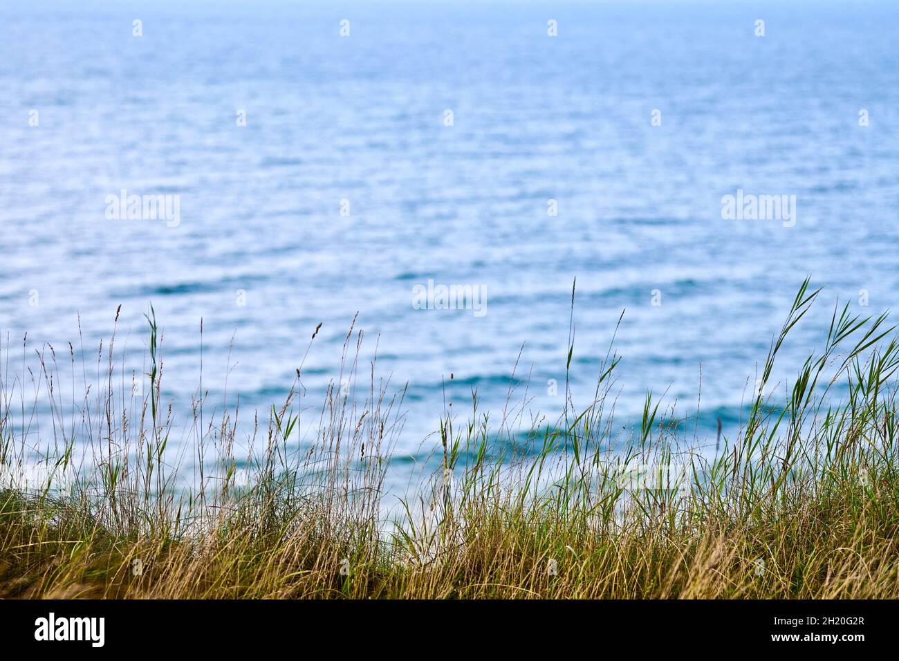 Dry grass, reeds, stalks blowing in wind, horizontal, blurred sea on background. Grass growing on hill above Baltic Sea beach, copy space, close up. N Stock Photo