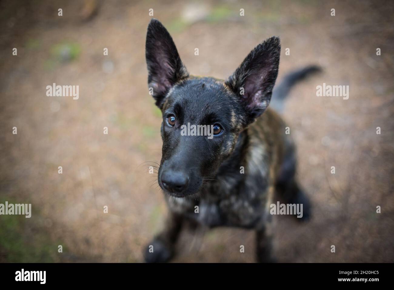 Dutch Shepherd Dog puppy Stock Photo