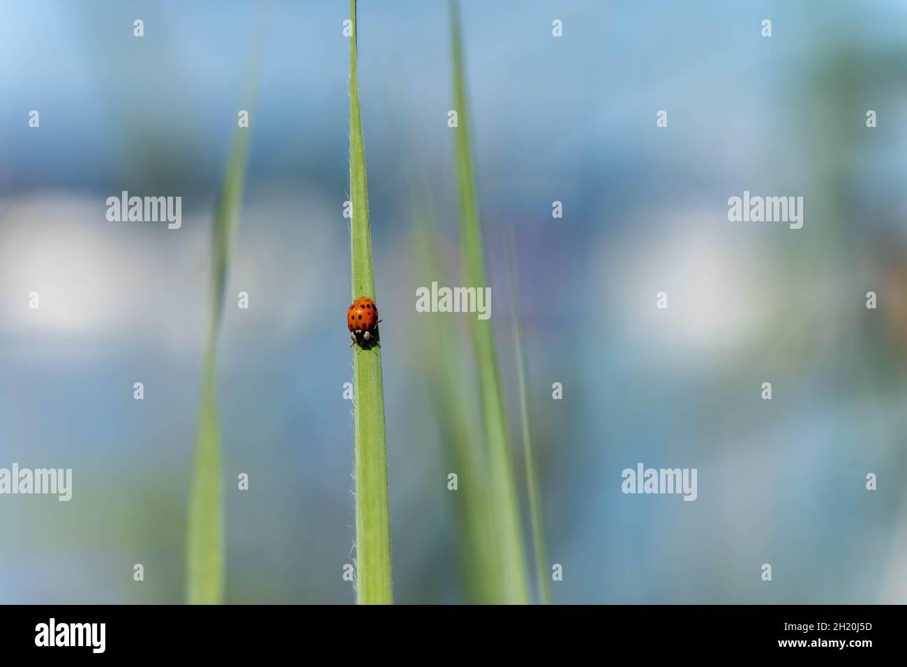 Ladybug on green leaf Stock Photo