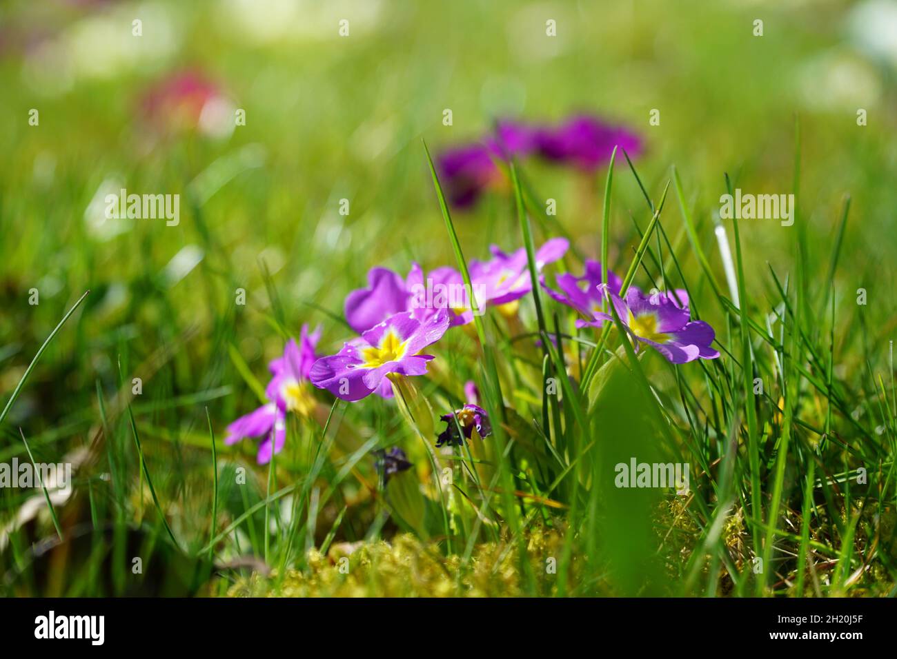 Spring Stock Photo